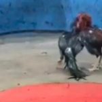 Warga Muak Sabung Ayam Tak Tersentuh di Bantar Brati Grobogan, Aparat Tidur
